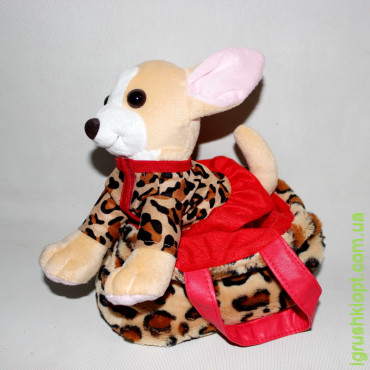 Собачка Чихуахуа з сумкою в одязі